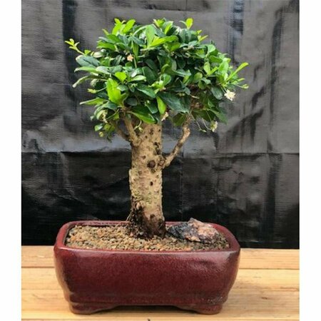 PAISAJE Flowering Fukien Tea Tree - Upright Aged & Ehretia Microphylla - Large PA2806806